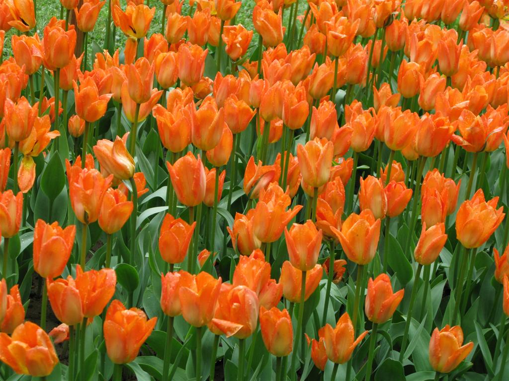 What Colors do Tulips Come in? BloomNation Blog
