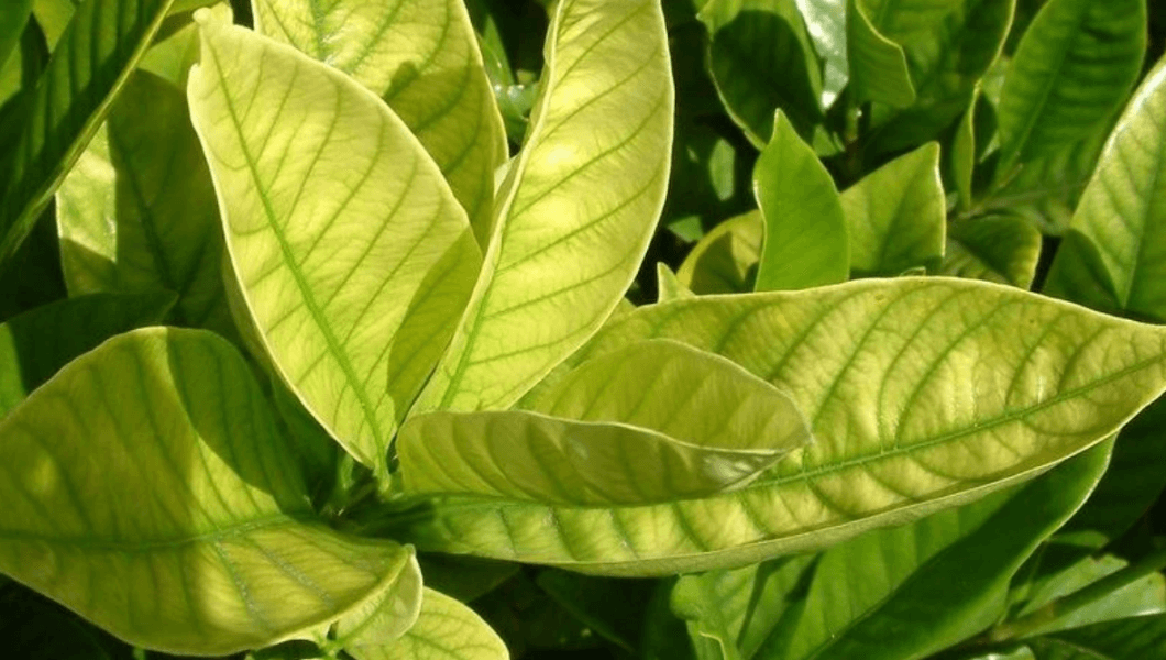 How To Fix Iron Table at David Outlaw blog