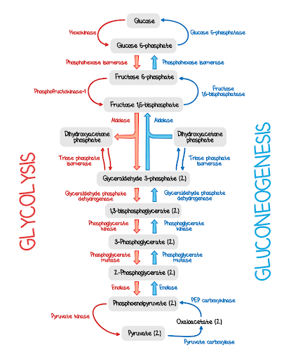 Easy Glycolysis Explanations for the MCAT | MCAT Study Blog - Blueprint