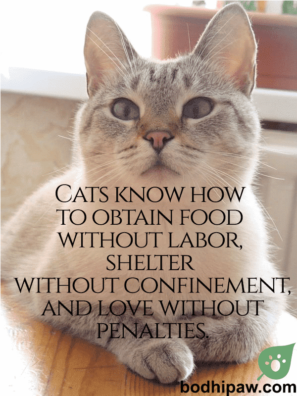 10 Inspirational & Humorous Cat Quotes Bodhi Paw Blog