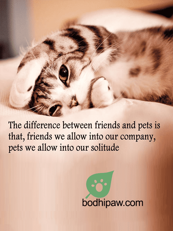 10 Inspirational & Humorous Cat Quotes BodhiPaw
