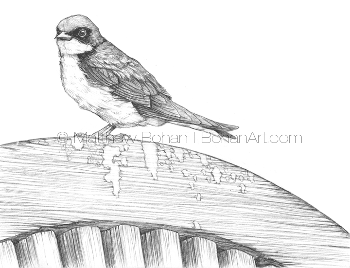 Tree Swallow Pencil Sketch « Bohan Art