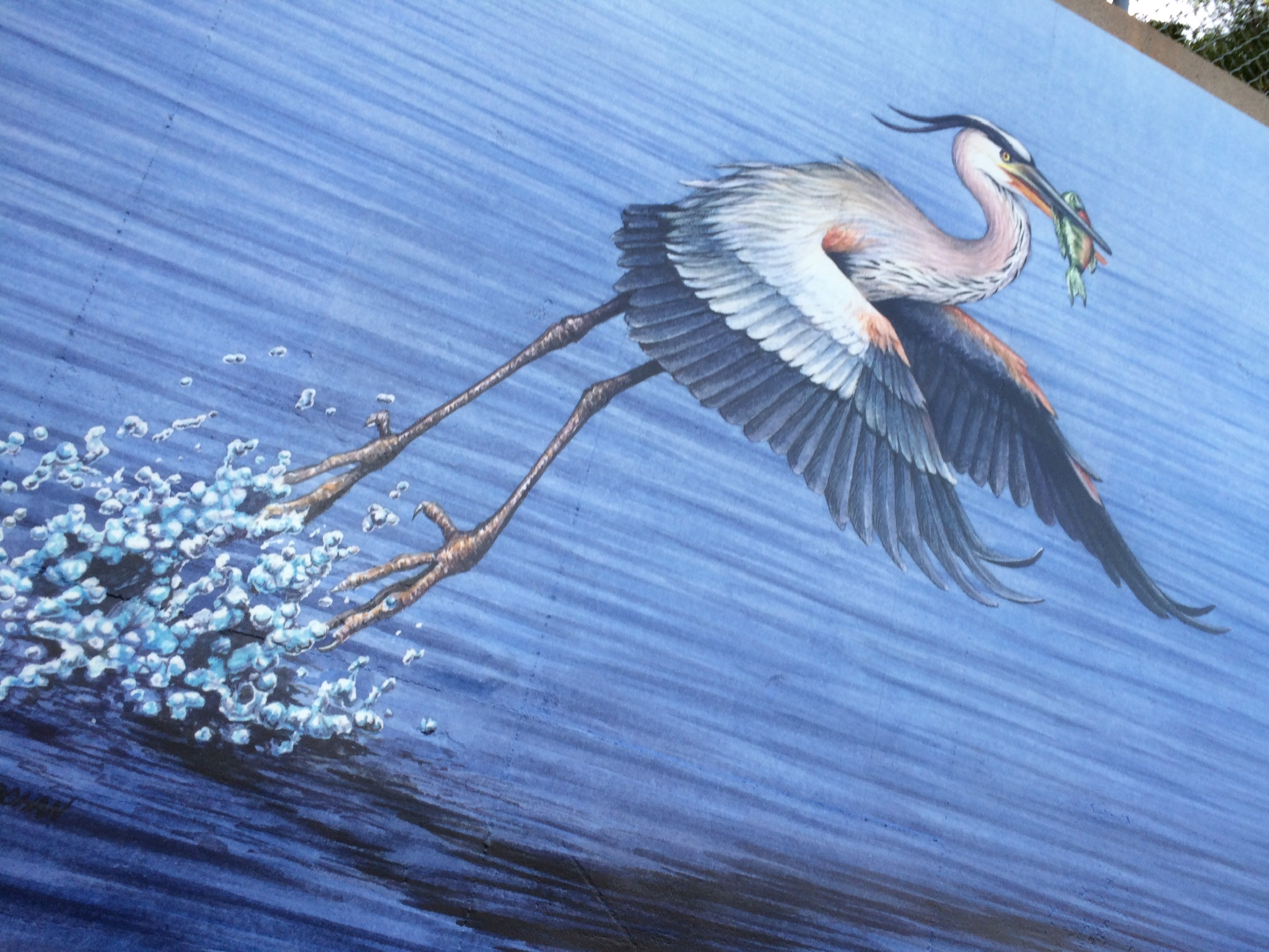 Great Blue Heron Mural Bohan Art