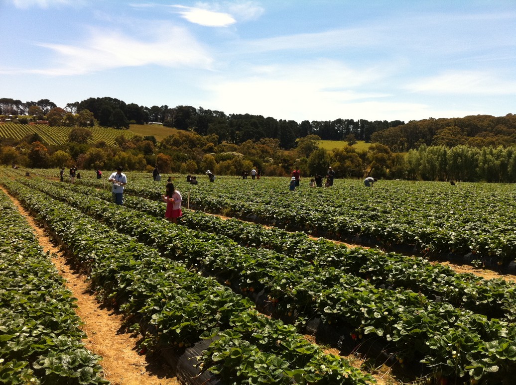 Melbourne Sunny Ridge Strawberry Farm 黄族之永远回忆录