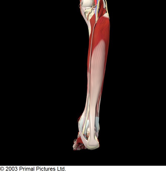 The Anatomy of a Soleus Injury Brian Schiff’s Blog