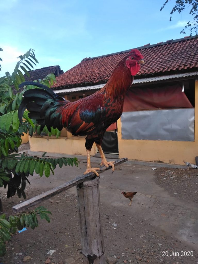 Ayam Unik Broiler X Blog