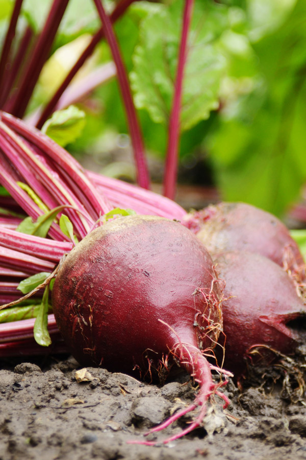 Potted braai plants DIY Blog