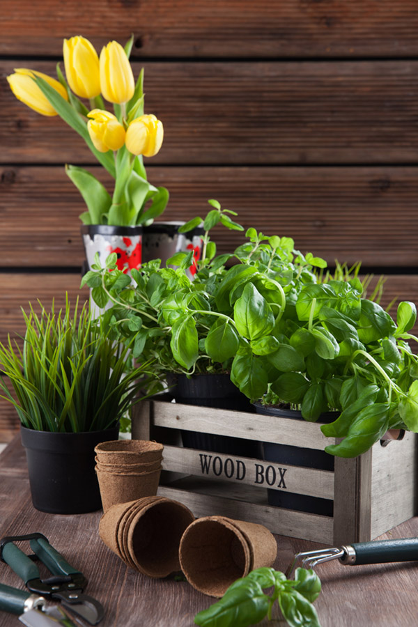 Potted braai plants DIY Blog