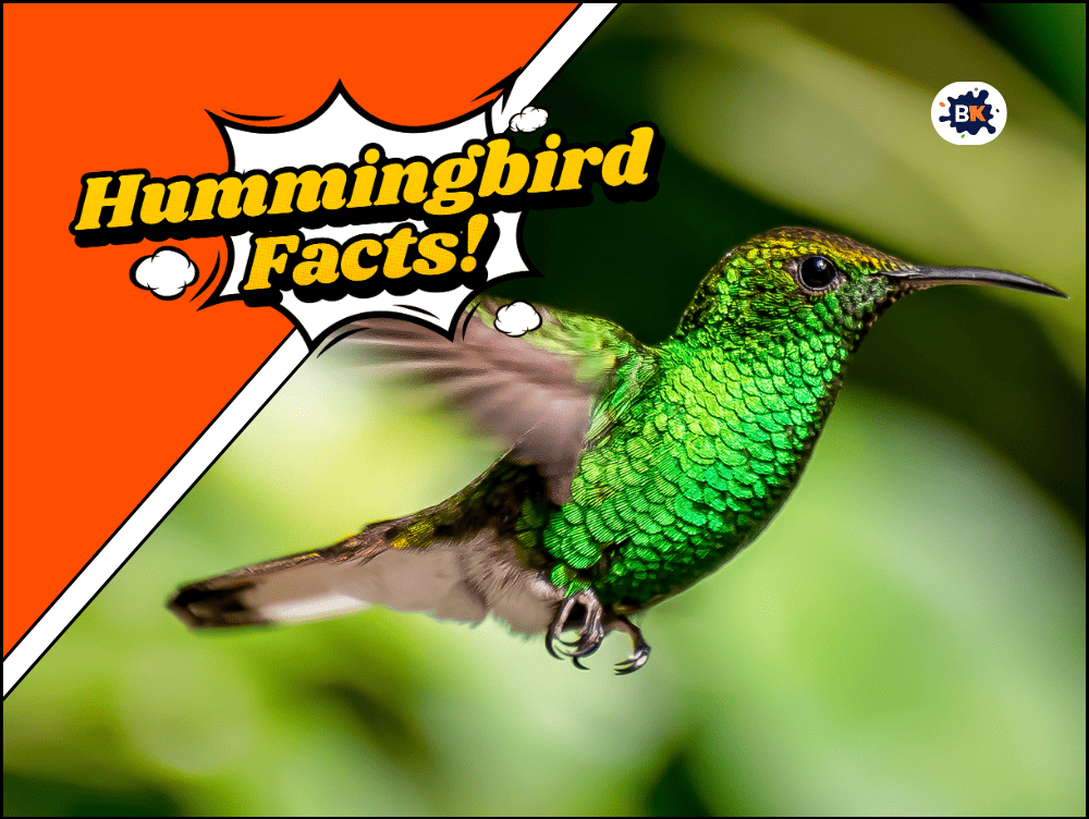 29 Hummingbird Facts The Tiny Bird with a Big Personality