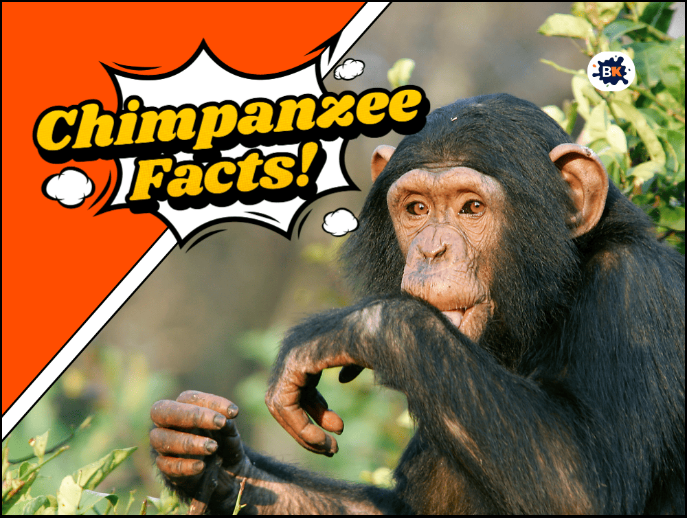 25 chimpanzee Facts Discovering the Amazing World of Chimpanzees.
