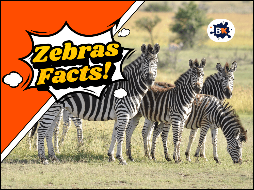 31 Zebras Facts Understanding the Striped Equids