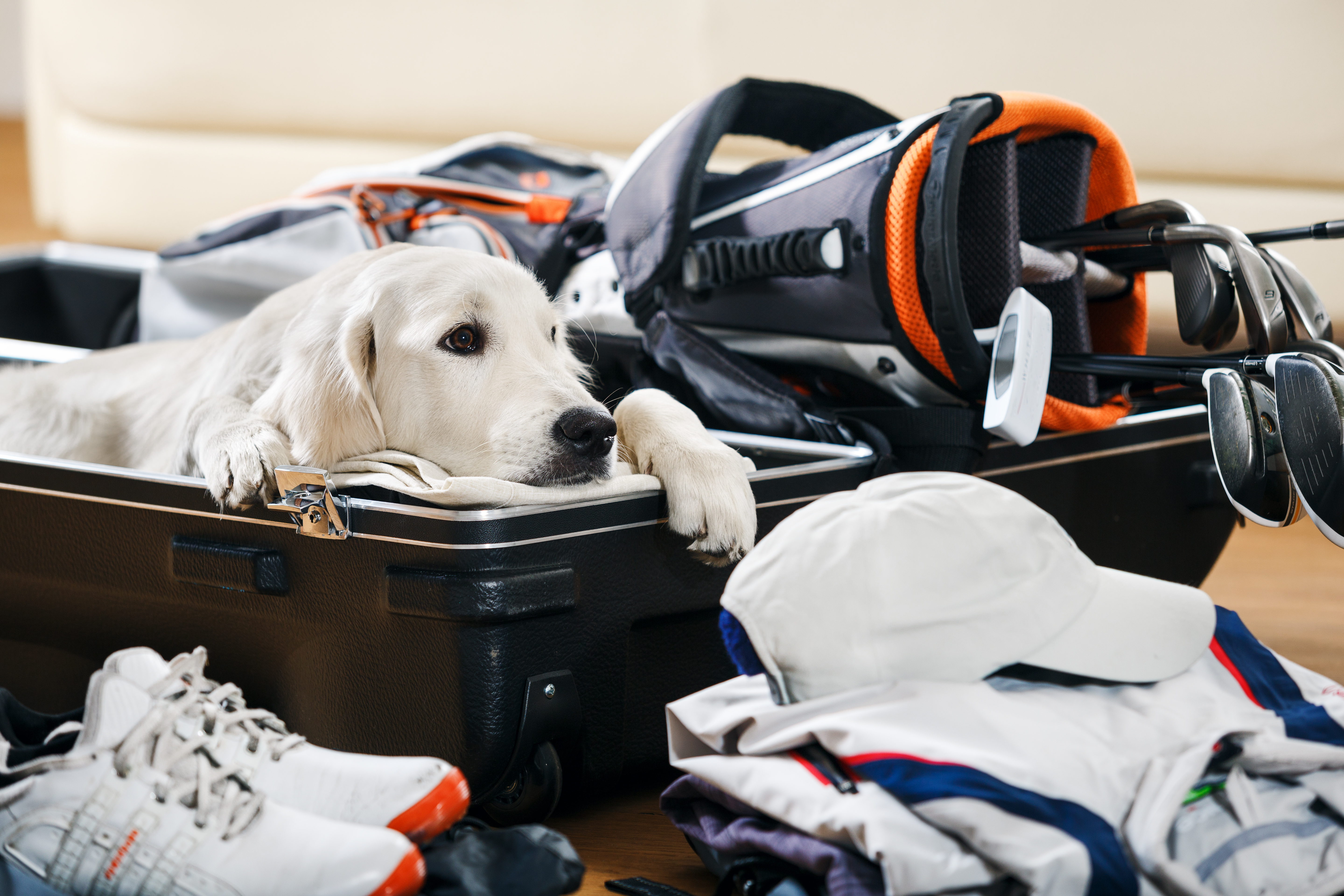 Trucos para viajar con perros Blog BuscoUnChollo