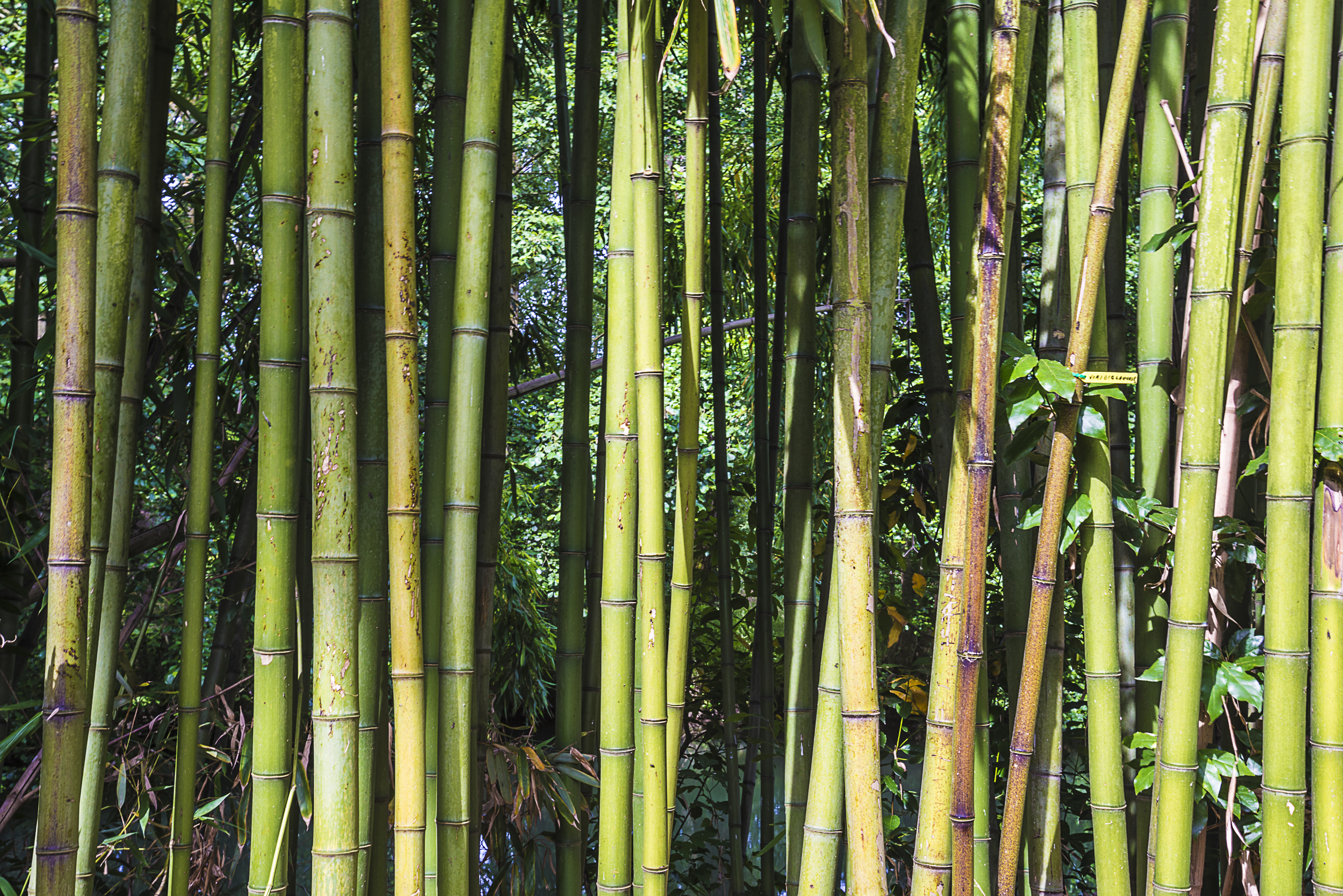 Developing a sustainable bamboo industry CABI Blog
