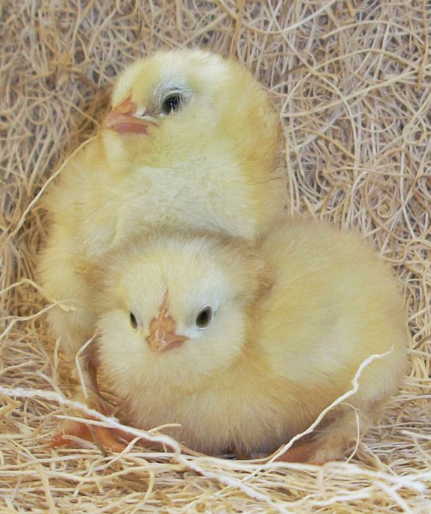 The Best Time to Order Chicks Cackle Hatchery