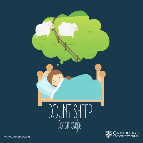 Count sheep Blog Cambridge