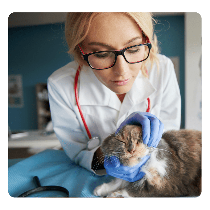 PetCaps empty capsules for pets CapsCanada