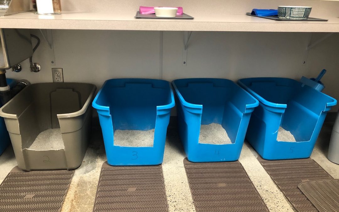 Poops, pees, and cat litter boxes of all degrees… Cat & Craft Blog