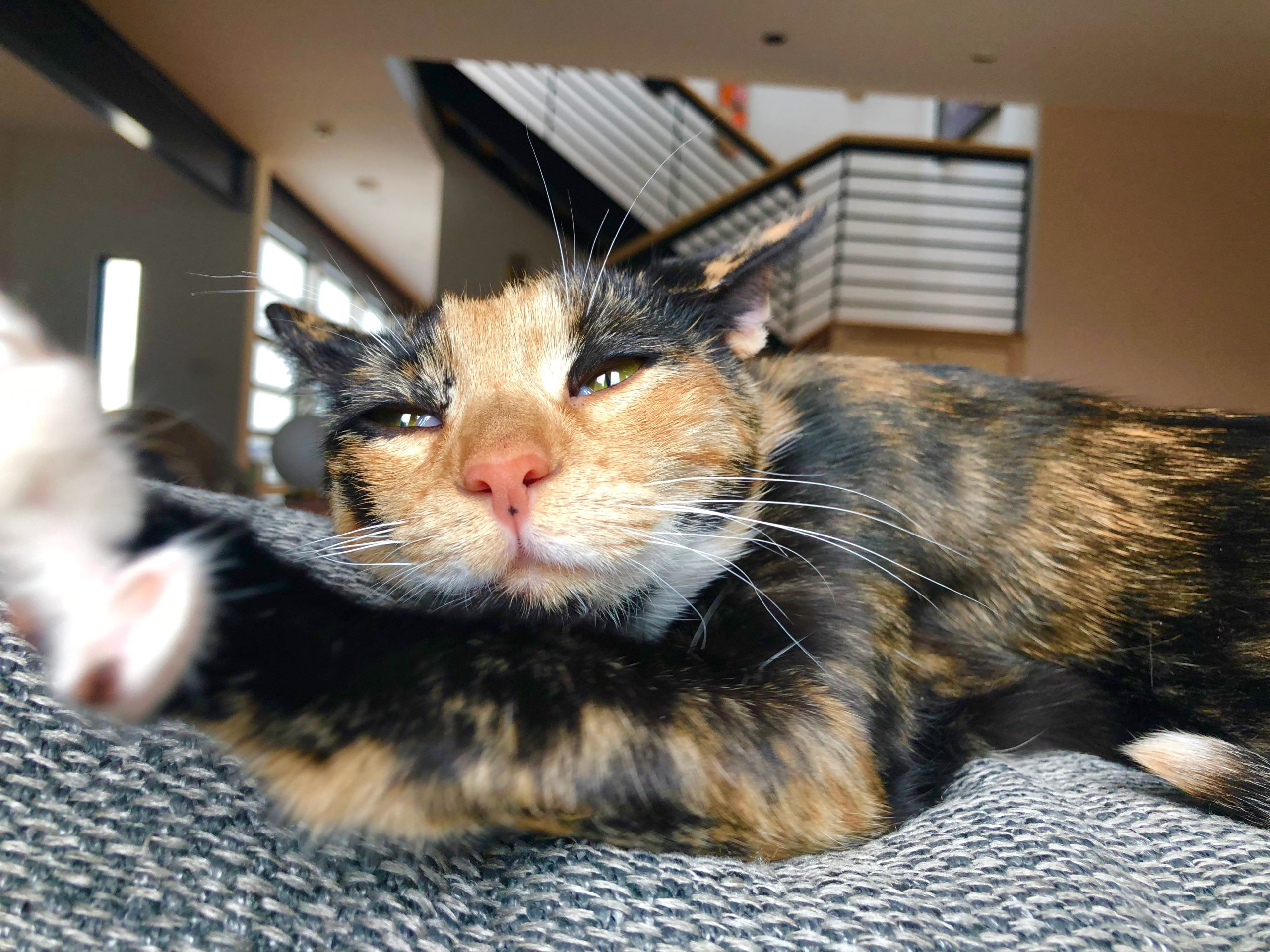 What To Look For In Allergenic Cat Foods The Cat Bandit Blog