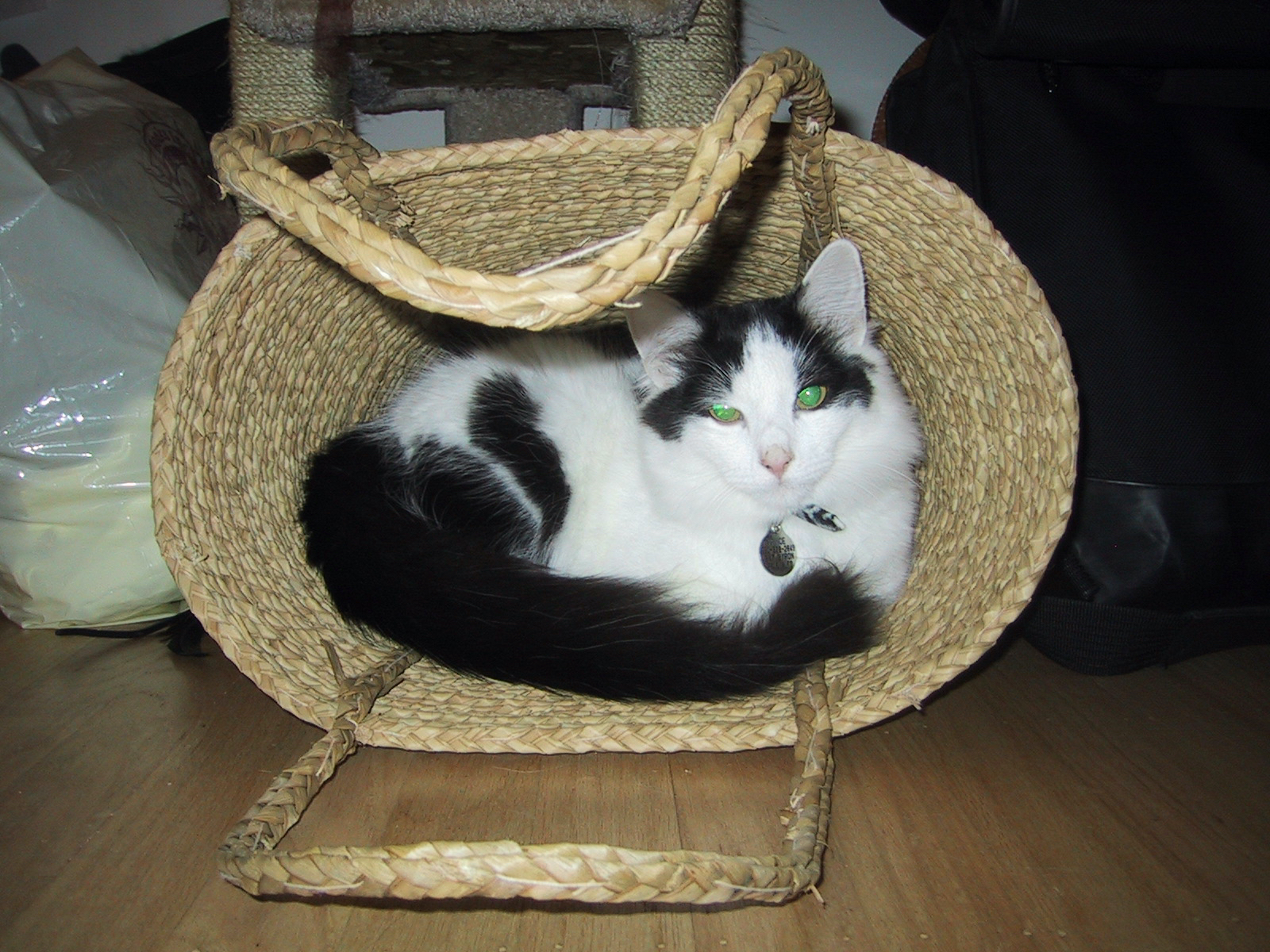 The Meaning of Cat Ear Positions The Cat Bandit Blog