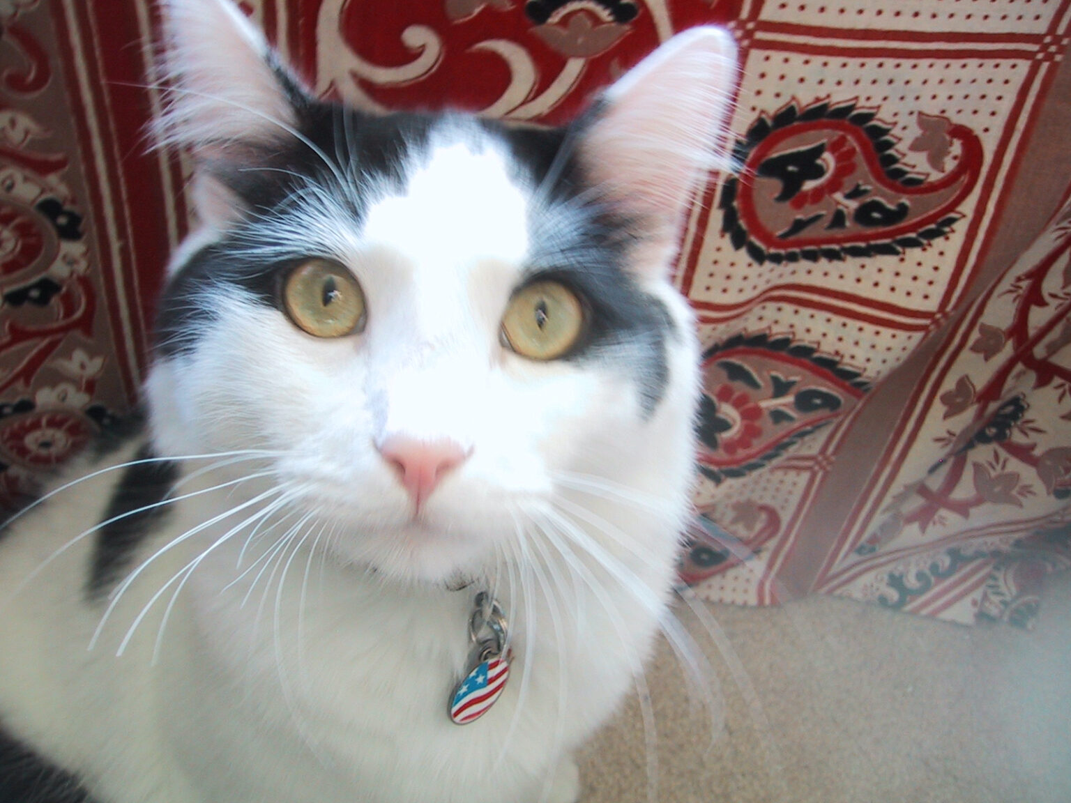 The Meaning of Cat Ear Positions The Cat Bandit Blog