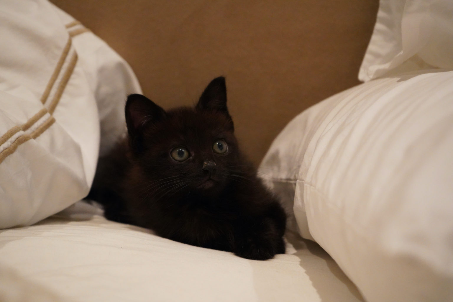 How Long Can You Leave Wet Cat's Food Out? The Cat Bandit Blog