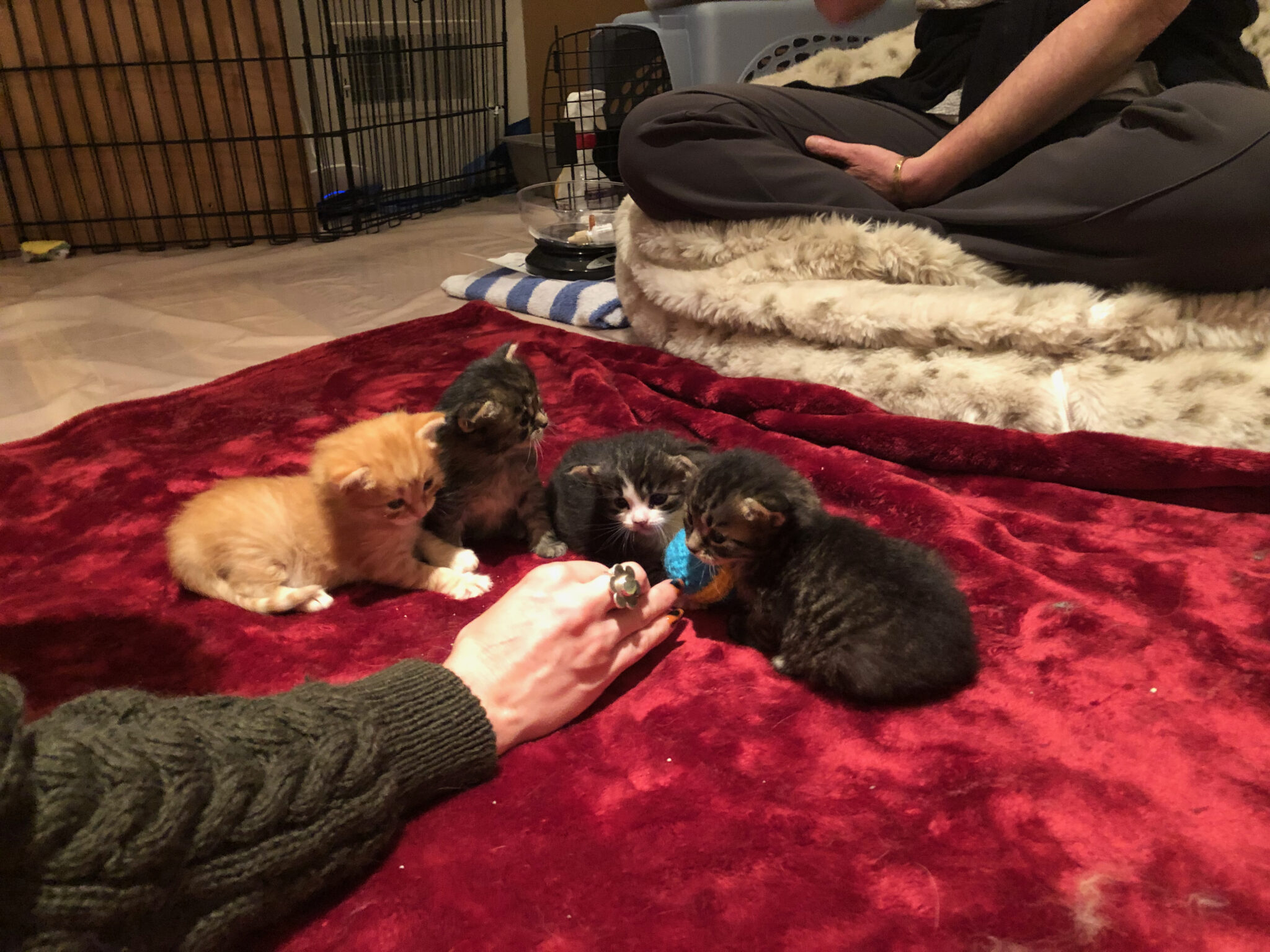 How to Rehome a Cat The Cat Bandit Blog