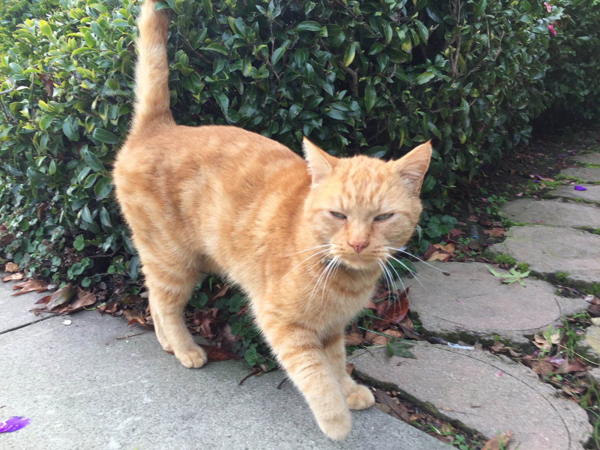 a Cat Rescue Volunteer The Cat Bandit Blog