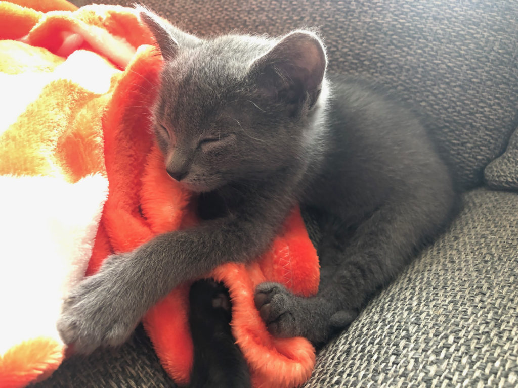 What To Look For In Allergenic Cat Foods The Cat Bandit Blog