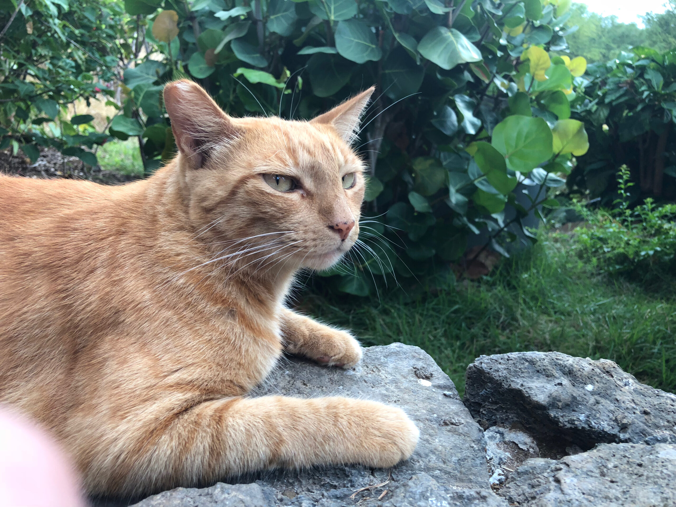 Where do Feral Cats Live? The Cat Bandit Blog