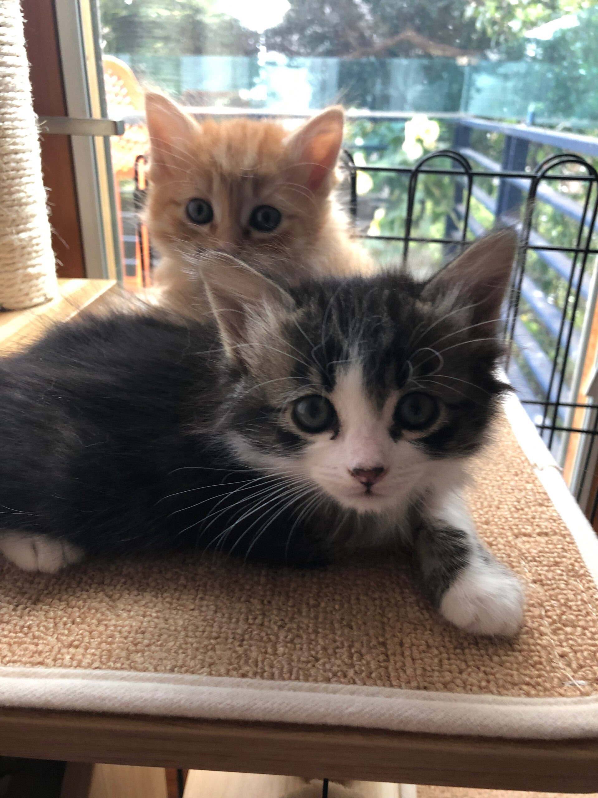 Can Feral Cats be Tamed The Cat Bandit Blog