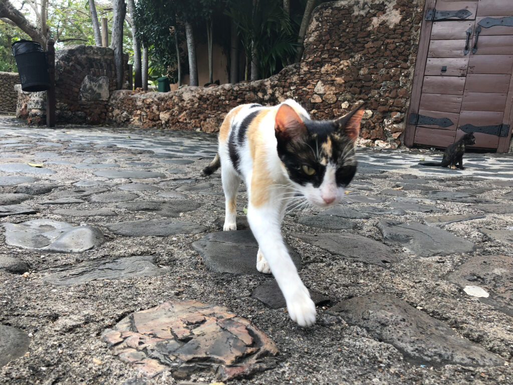 Where do Feral Cats Live? The Cat Bandit Blog