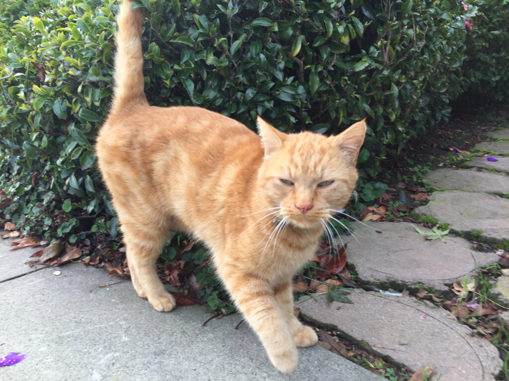 How do Feral Cats Survive Winter? The Cat Bandit Blog