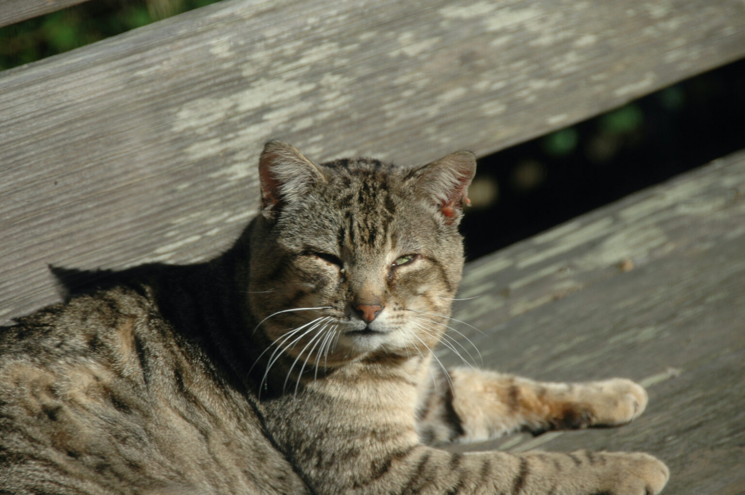 Stray Cat Bite What Should I Do? The Cat Bandit Blog