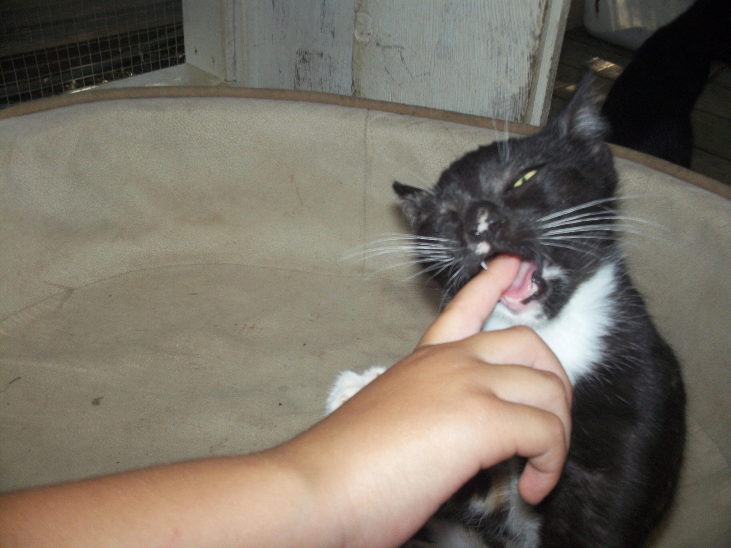 Stray Cat Bite What Should I Do? The Cat Bandit Blog