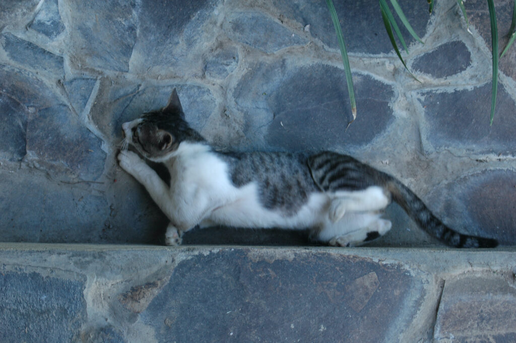 Stray Cat Bite What Should I Do? The Cat Bandit Blog