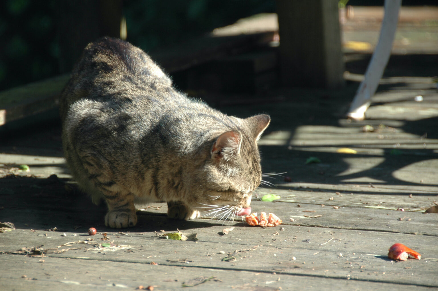 Stray Cat Bite What Should I Do? The Cat Bandit Blog