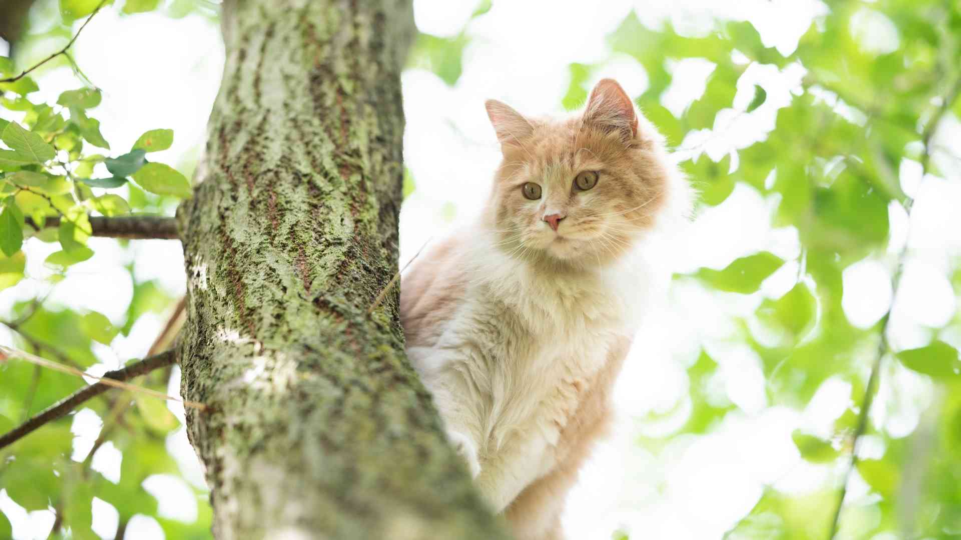 Cat in Tree Rescue How Does it Work? The Cat Bandit Blog