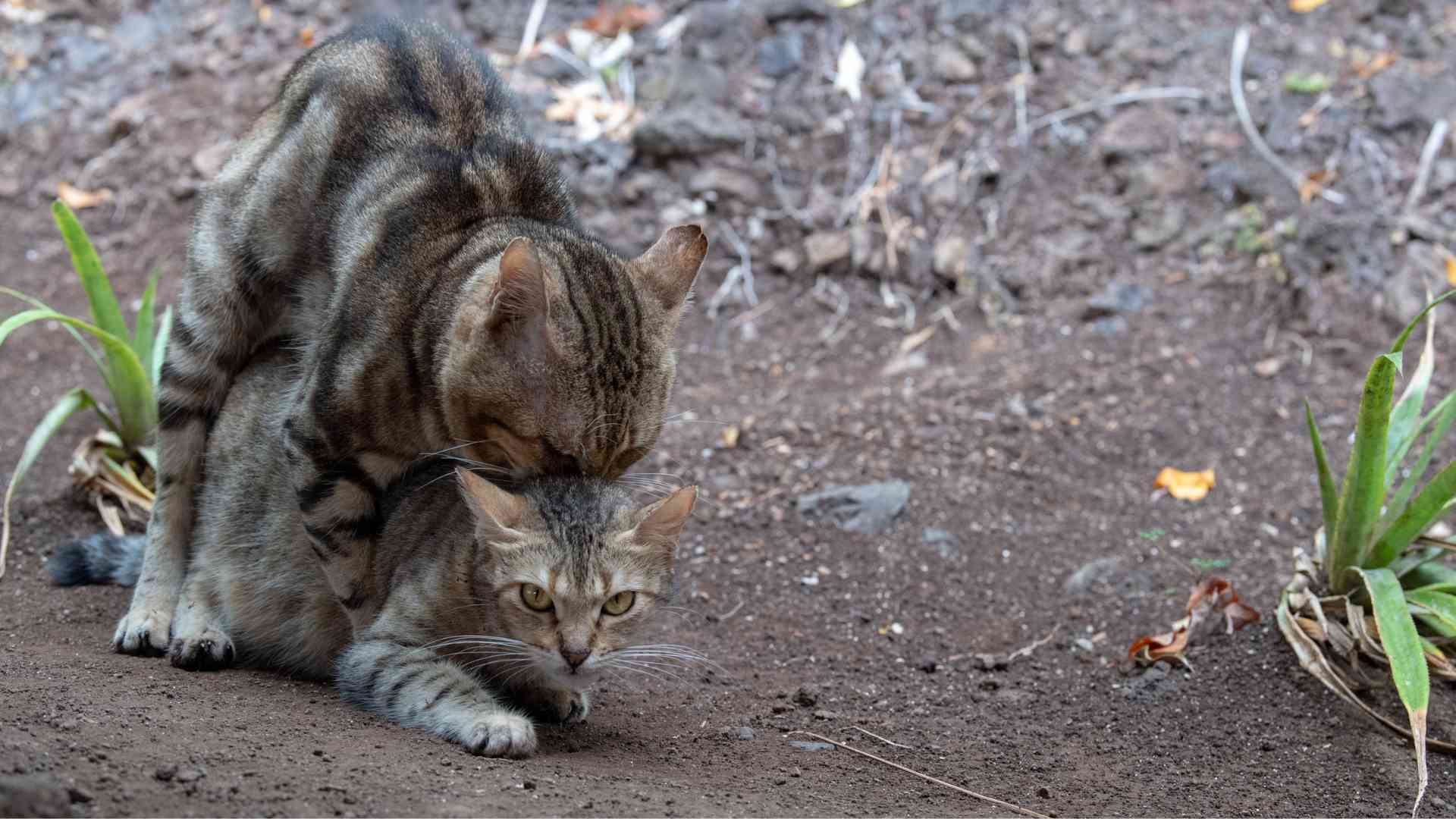 What Happens During Cat Mating Season? The Cat Bandit Blog