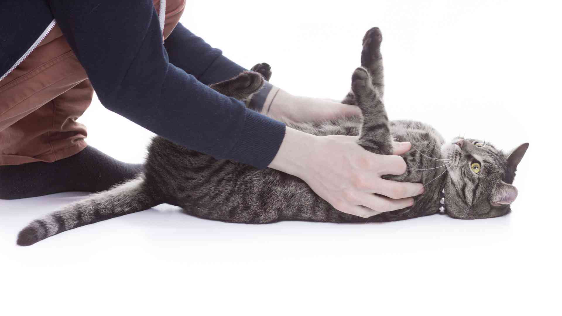How to Handle Cat Petting Aggression? The Cat Bandit Blog