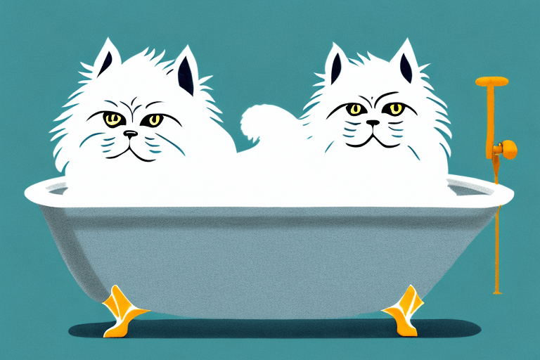 How Often Should You Bathe A Himalayan Persian Cat? The Cat Bandit Blog