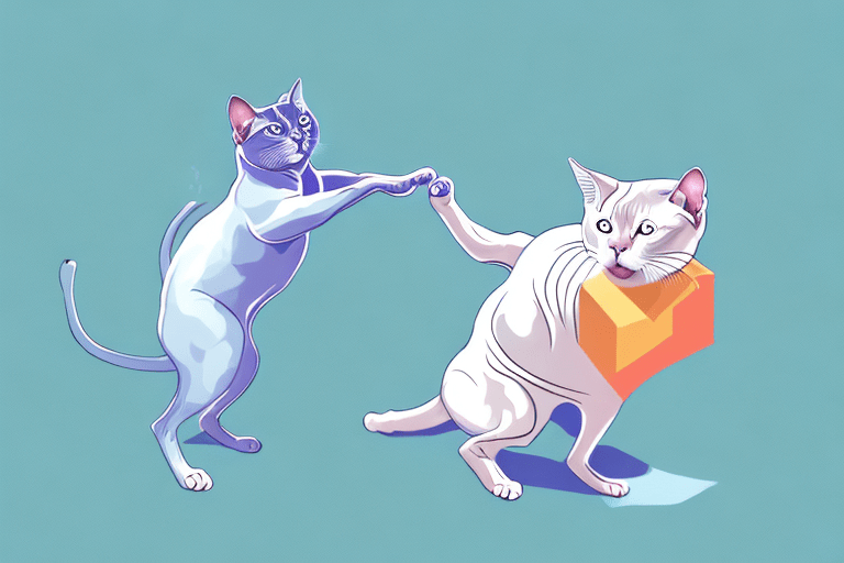 What to Do If Your Tonkinese Cat Is Attacking Your Feet The Cat