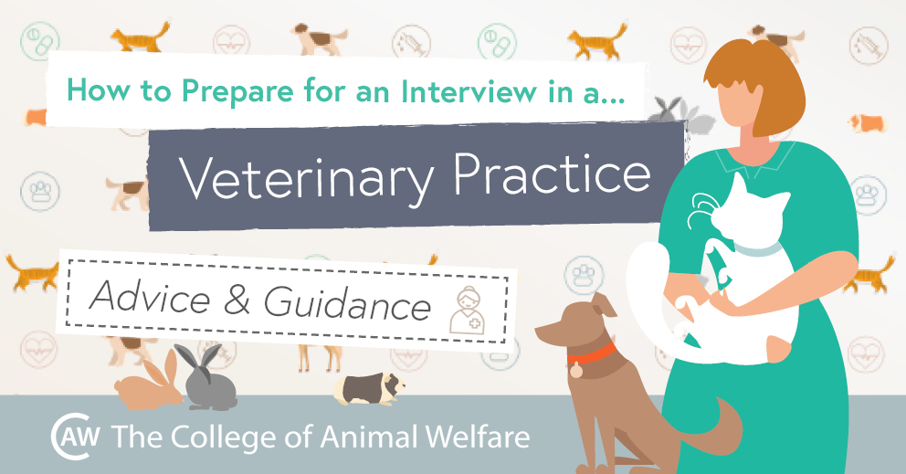 How to Prepare for an Interview in a Veterinary Practice CAW Blog