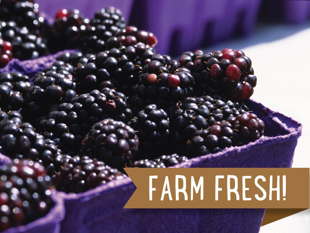 The 18 Best Farms to Pick Your Own Fruits in Upstate NY