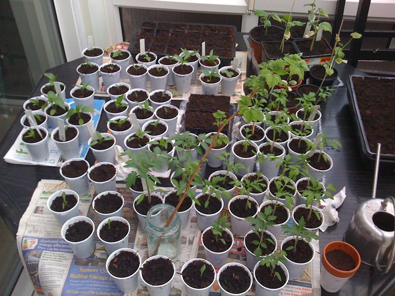 Chilli Seedlings Update Chilli Up North Blog