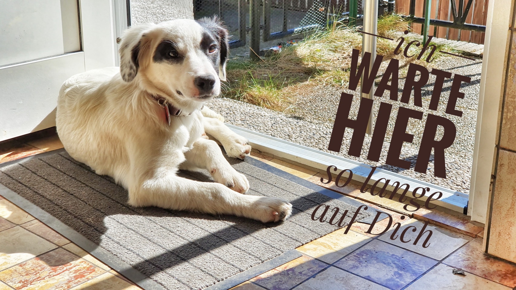 Rückblick Tierschutz Hund Nach 1 Jahr In Deutschland Clanfamily