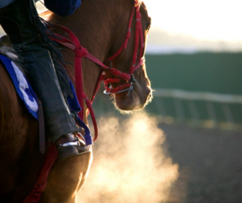Help Your Horse Breathe Better