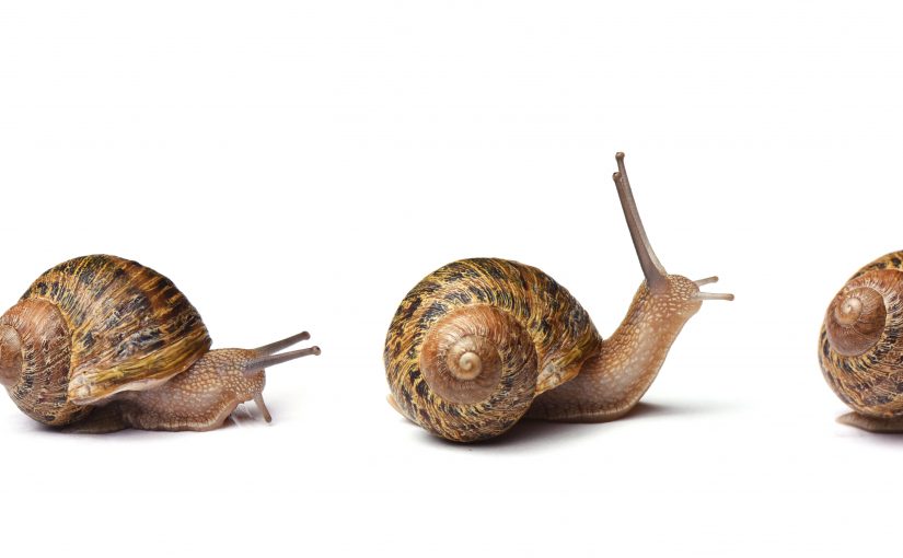 The paradox of the speedy snail thinking business