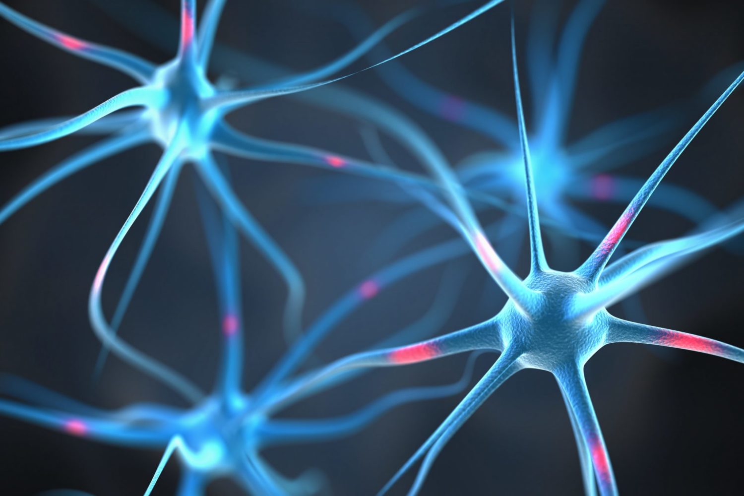 Nervous System what is it, functions, areas and diseases