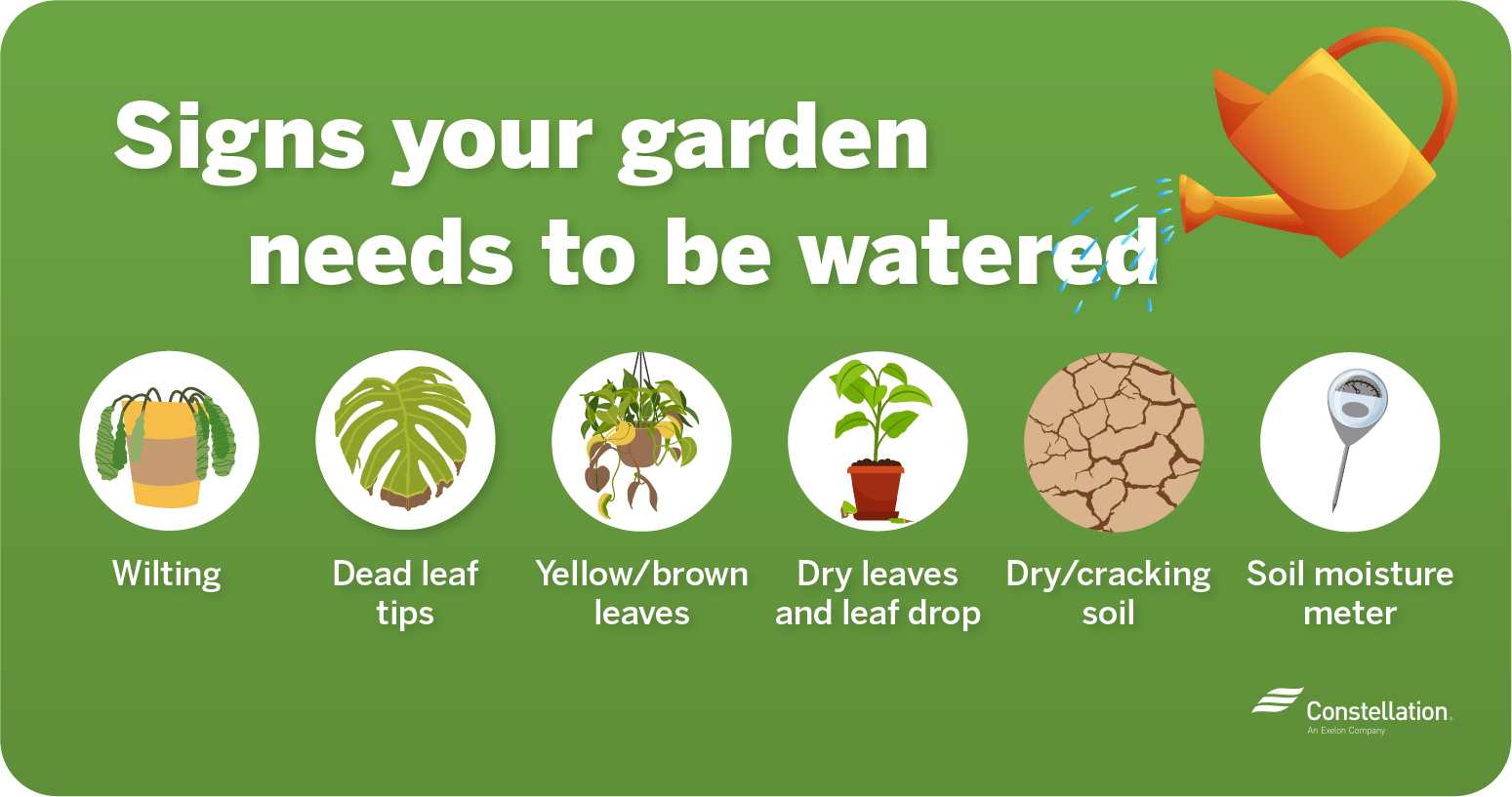 When is the Best Time to Water a Garden to Conserve Water