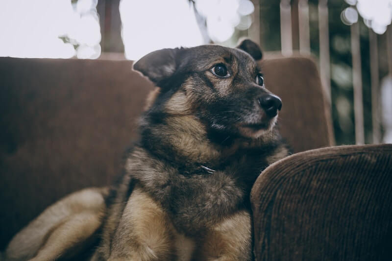 Peuton donner de l'Imodium à un chien qui a la diarrhée